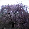桜: 枝垂櫻