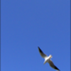 秋: Seagull at Yamashita Koen Park, カモメ@山下公園