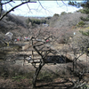 冬: ume-grove@ohkurayama-park.yokohama, 梅林@大倉山公園.横浜