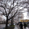 雨の桜並木, cherry tree lined street.