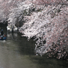 春: 2012 観桜＠大岡川.横浜市中区