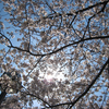 春: 2012 観桜＠大岡川.横浜市中区