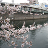 桜: 大岡川