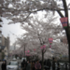 桜: 大岡川