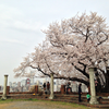 桜: 元町百段公園