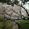 桜: 山手公園