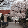桜: 港の見える丘公園