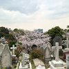 桜: 外人墓地