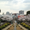 桜: 元町公園