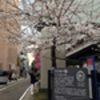 散歩: シドモア桜