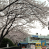 桜: 山下公園詰所