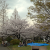 桜: 山下公園 駐車場上の世界の広場