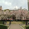 桜: 山下公園