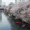 春: 観桜 2014＠大岡川.横浜市中区