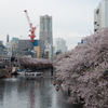 春: 観桜 2014＠大岡川.横浜市中区