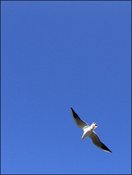 Seagull at Yamashita Koen Park, カモメ@山下公園