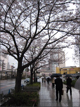 雨の桜並木, cherry tree lined street.