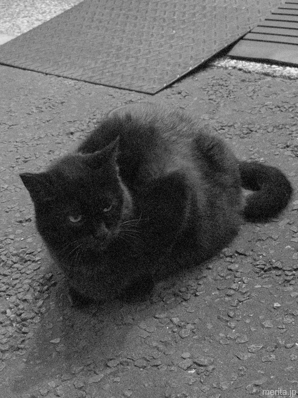黒猫 @横浜中華街 - 睨むなよぉ